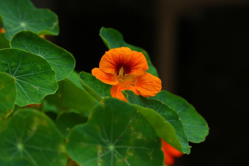 Pavithram Homestay Munnar Buitenkant foto